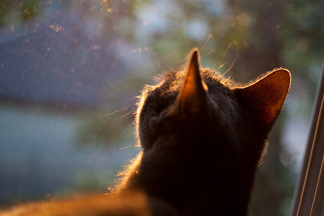 米兰登录入口-中国女篮主教练谈球队打法演变，中国女篮的主教练怎么会断线