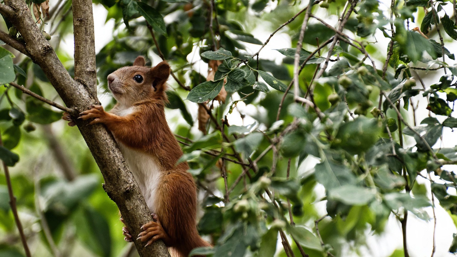 Milan Sports-中超联赛中国足球战平 球员状态整体平稳，中超国足比拼  第2张