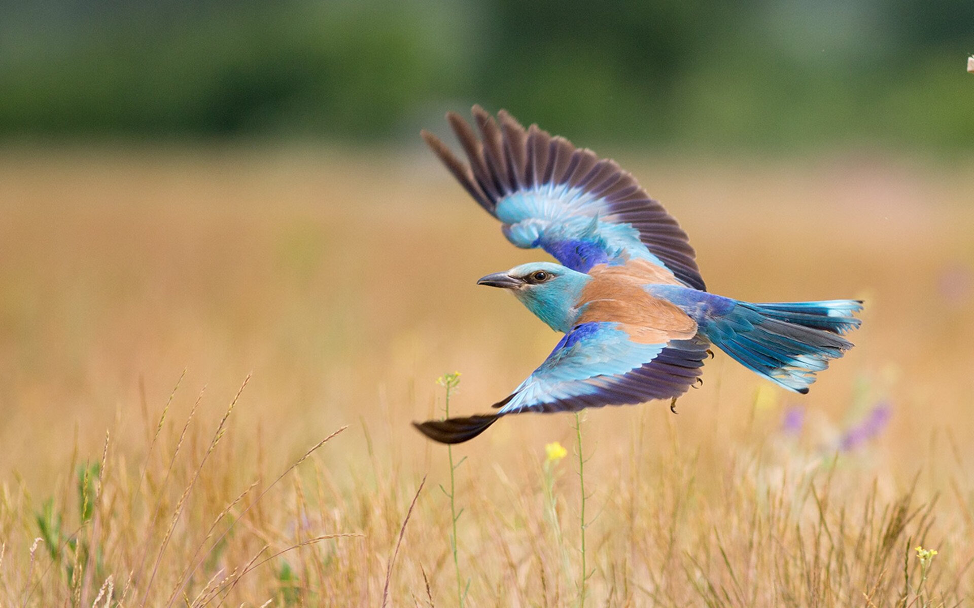 -主力球员伤停期间替补轮换表现能否稳定发挥，球赛伤停补时算吗