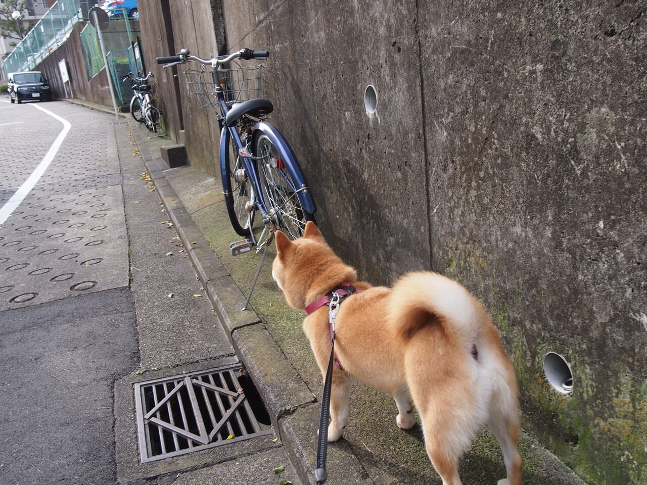 MILANSPORT下载-外教政策调整对球队影响评估，外教政策的基本准则  第1张