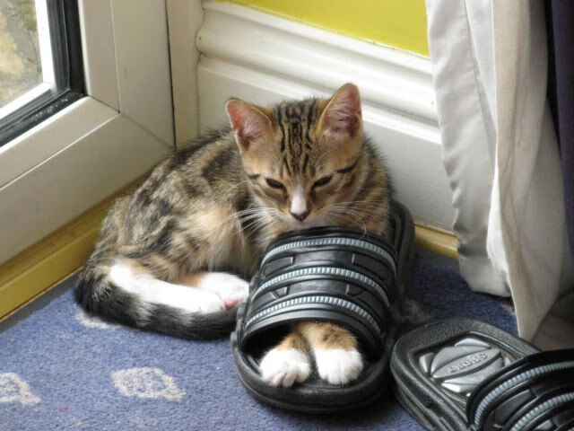 MILANSPORT下载-巴黎圣日耳曼吸引全球关注度创新高，巴黎圣日耳曼全员合照