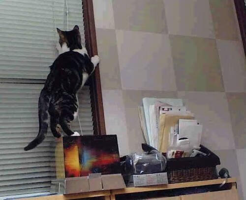 MILANSPORT下载-辽宁飞豹内线硬度提升多次制造杀伤，辽宁飞豹吧 百度贴吧