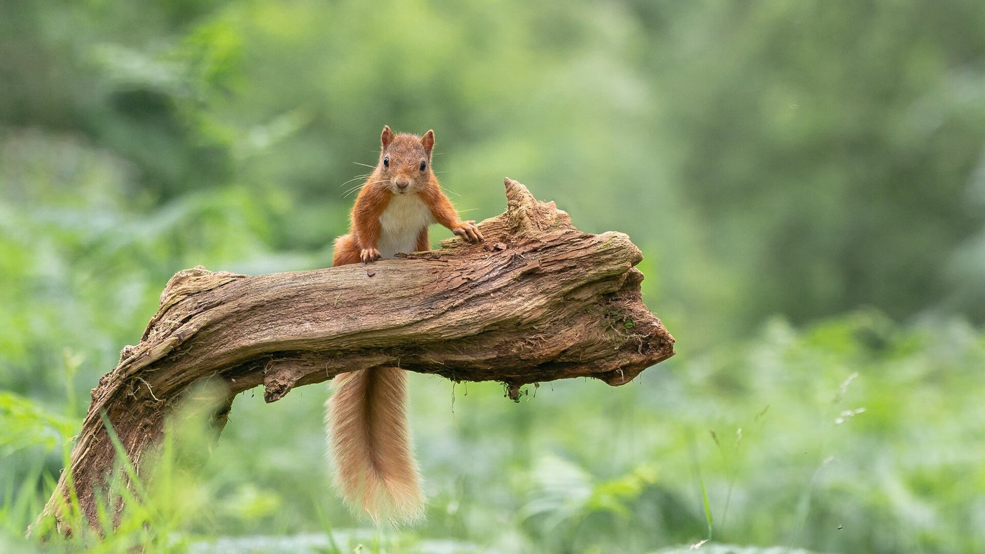 米兰体育官网-那不勒斯注重节奏掌控主导比赛走势，那不勒斯足球新闻懂球帝
