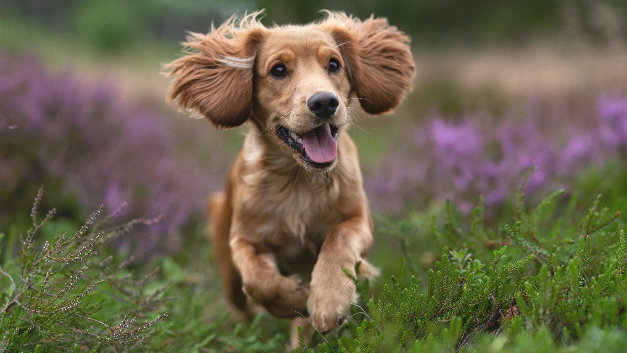 米兰体育官网-那不勒斯注重节奏掌控主导比赛走势，那不勒斯足球新闻懂球帝