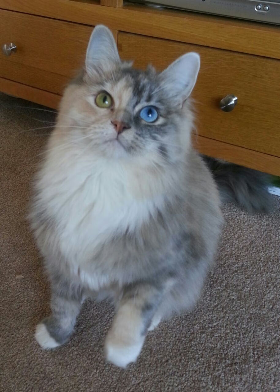 AC米兰-世界杯精彩纷呈：里程碑式的经典剧目！，世界杯精彩片段