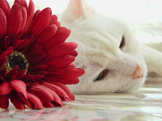 Milan Sports-冲刺争分夺秒 普里戈达稳扎稳打，普里戈任