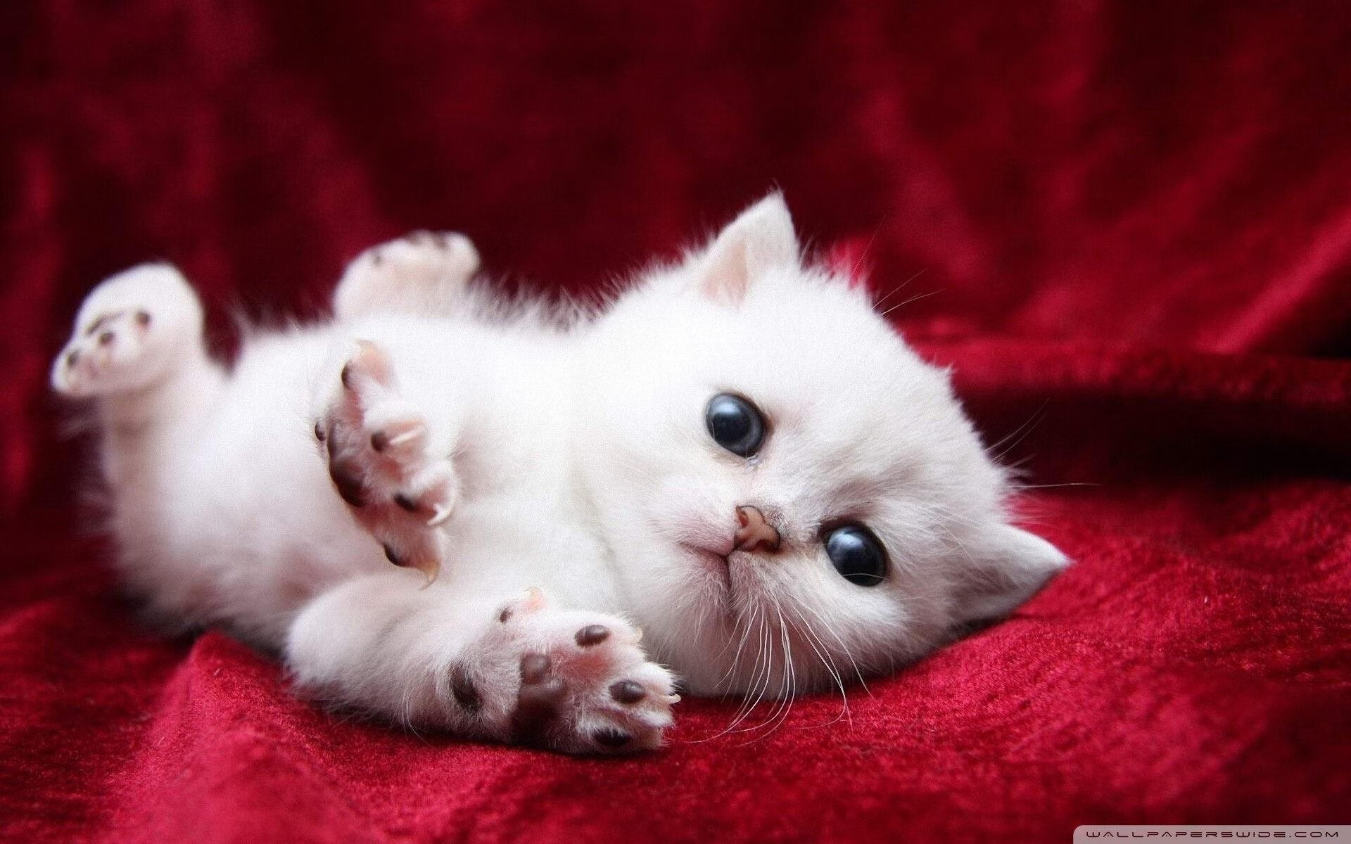 米兰体育APP-凯琳·科贝特赛后感谢教练团队支持，凯洛琳贝塞特