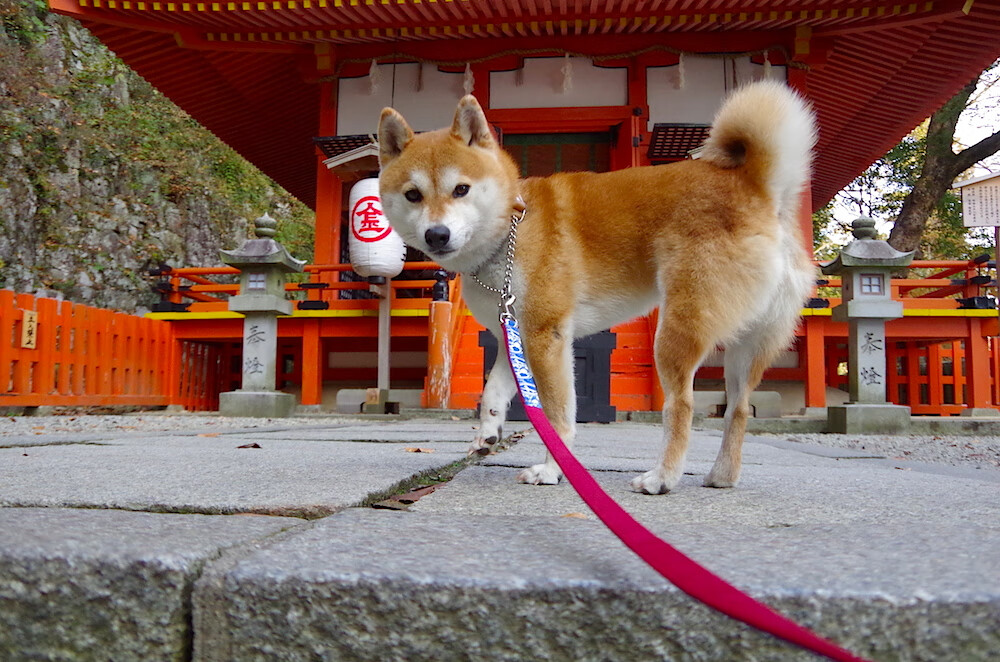 MILANSPORT入口-南非羚羊队的团队协作：进攻与防守配合默契，为胜利奠定基础，南非羚羊皮皮衣特点