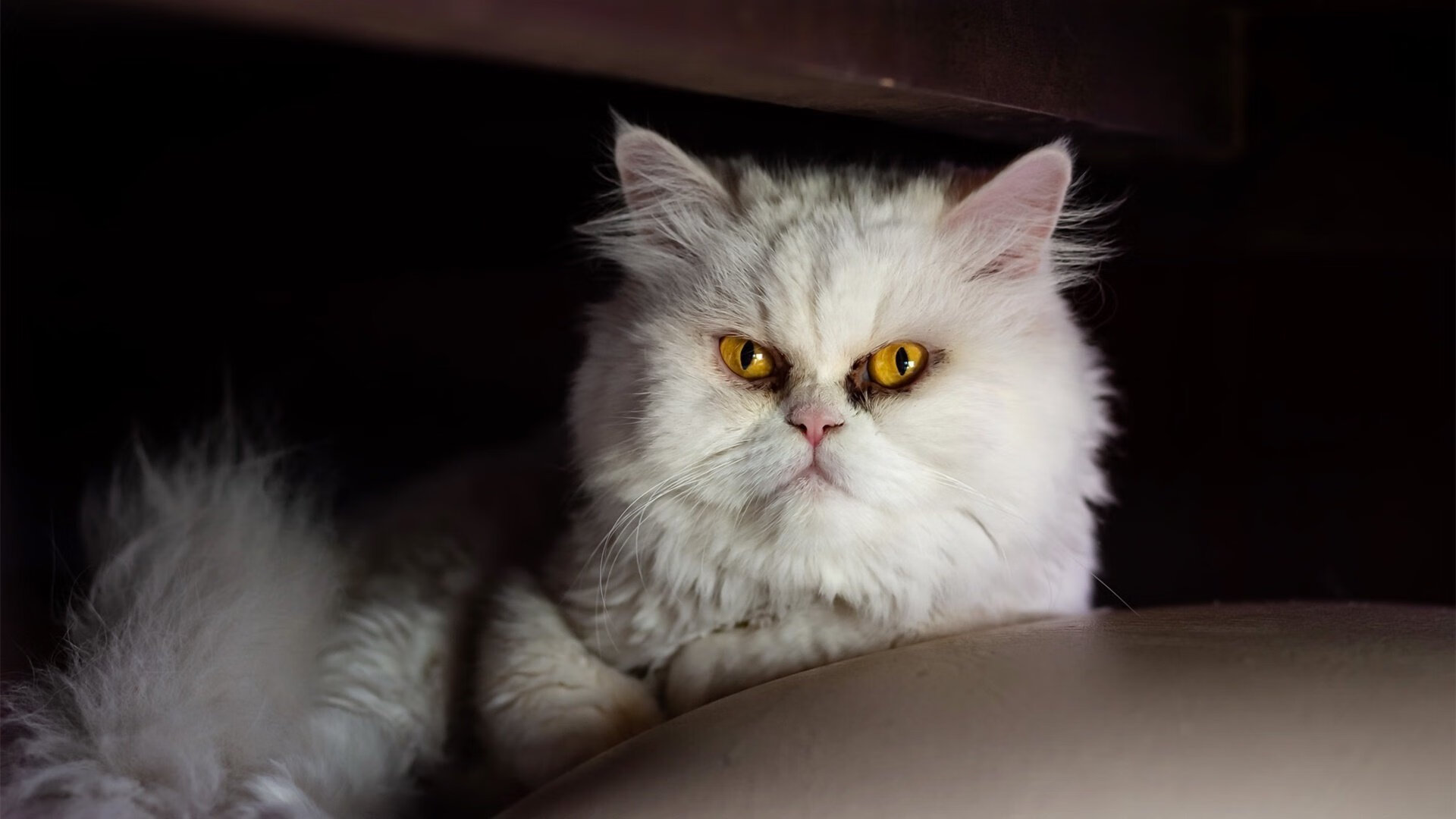 -国际青少年邀请赛引来多国球探,潜力股受关注,青少年国际竞赛与交流中心