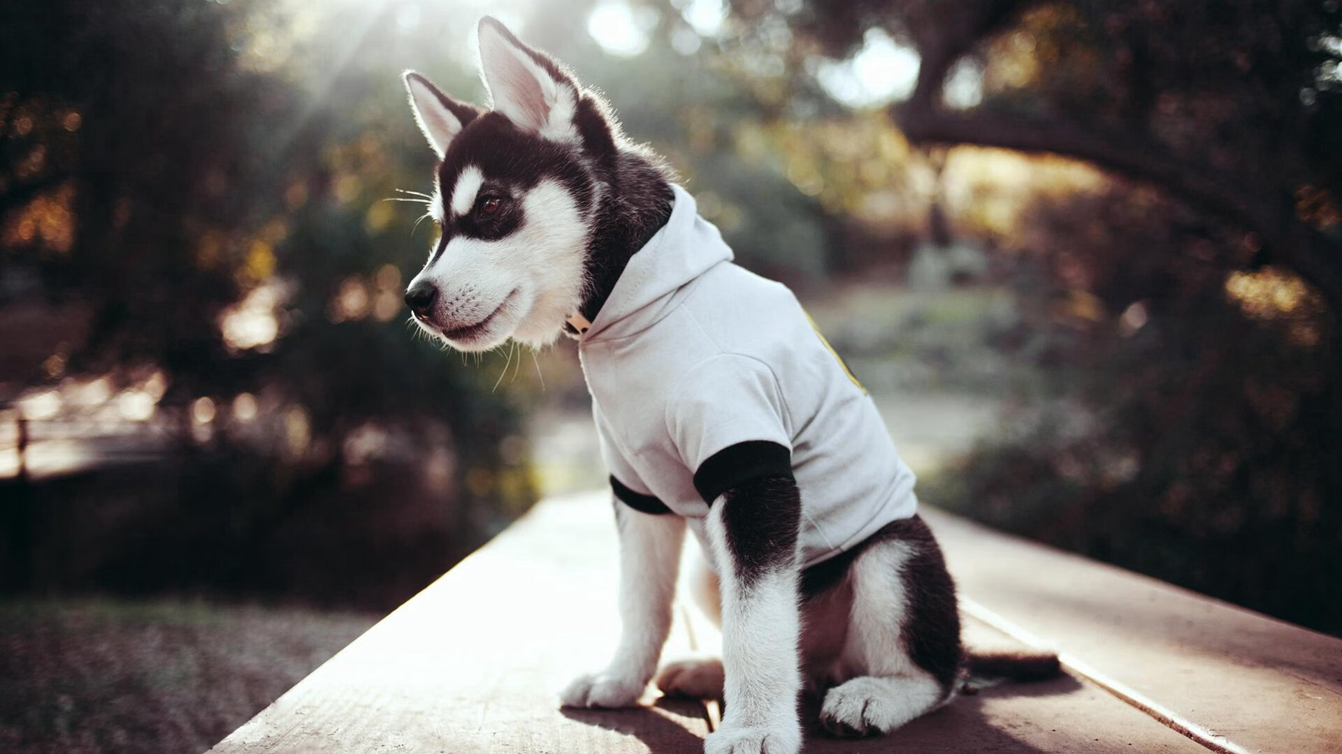 MILANSPORT下载-德国名将卢卡斯·梅尔滕斯稳定收官,卢卡斯 恩梅查