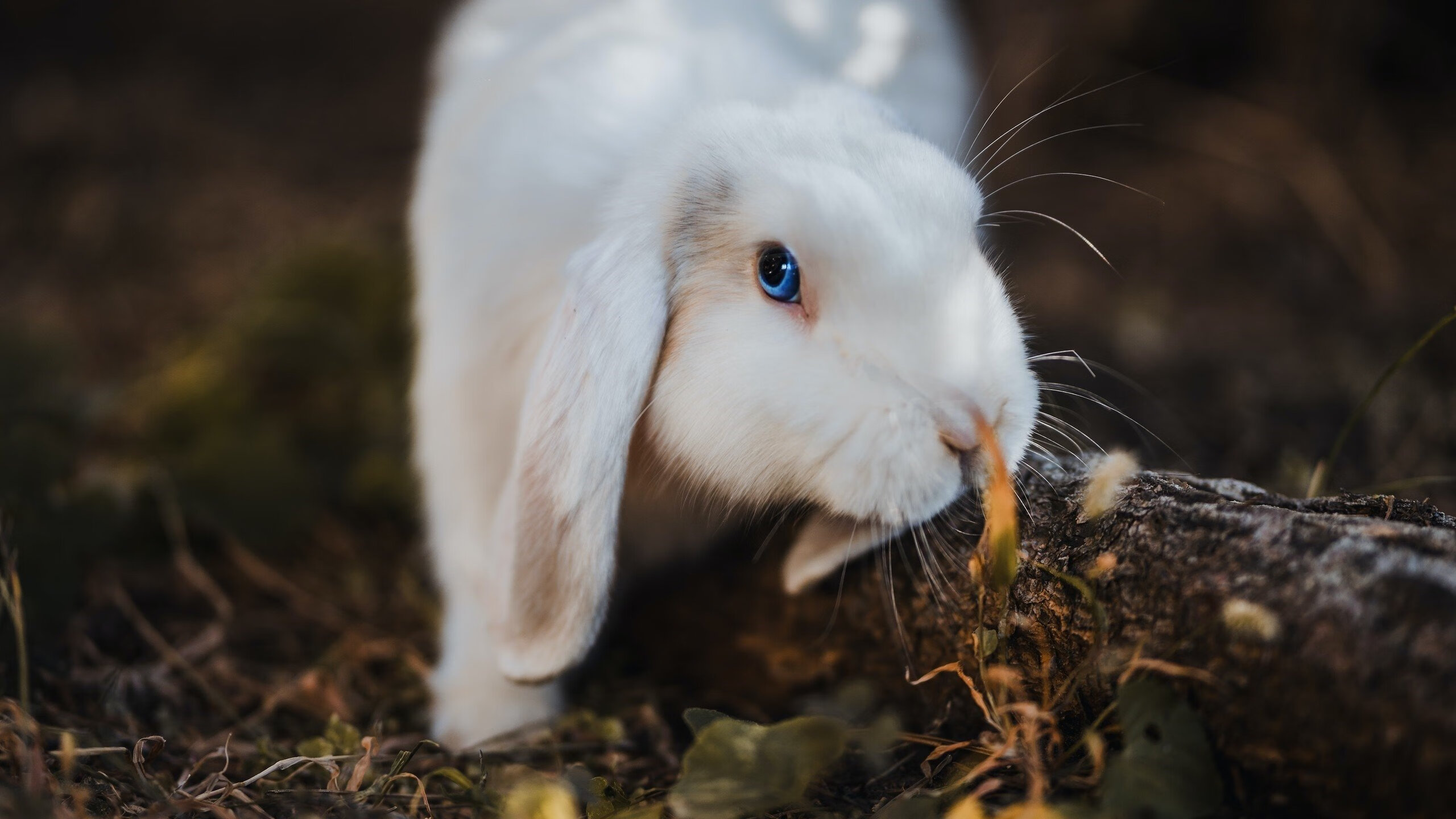 米兰体育-意甲精彩集锦:每一次精彩瞬间都令人振奋,意甲精选