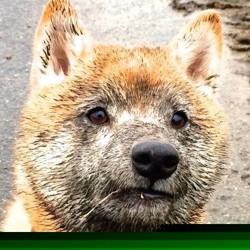 米兰体育-斯洛伐克男篮在欧洲锦标赛中表现优异,迈向国际舞台,斯洛伐克欧洲杯