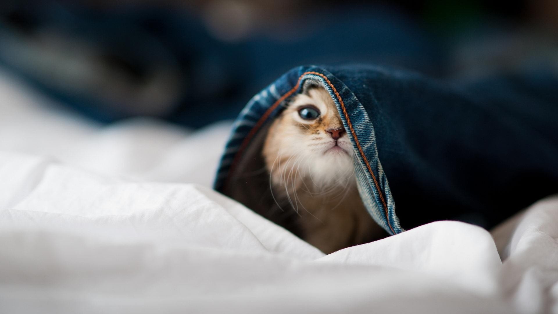 -格鲁塞100米蝶泳全程领先抢眼,格鲁塞特