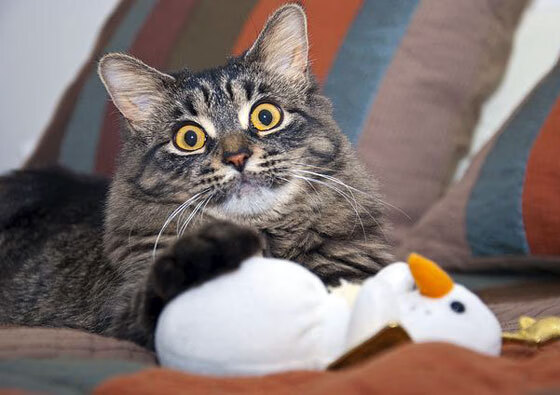 MILANSPORT入口-水球比赛摩纳哥女队拼搏精神可嘉,摩纳哥女子篮球