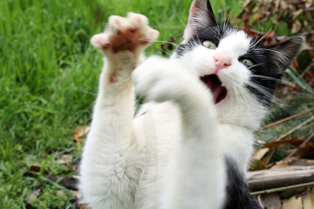 米兰体育-牙买加男篮在加勒比海区赛事中夺冠,体育文化快速发展