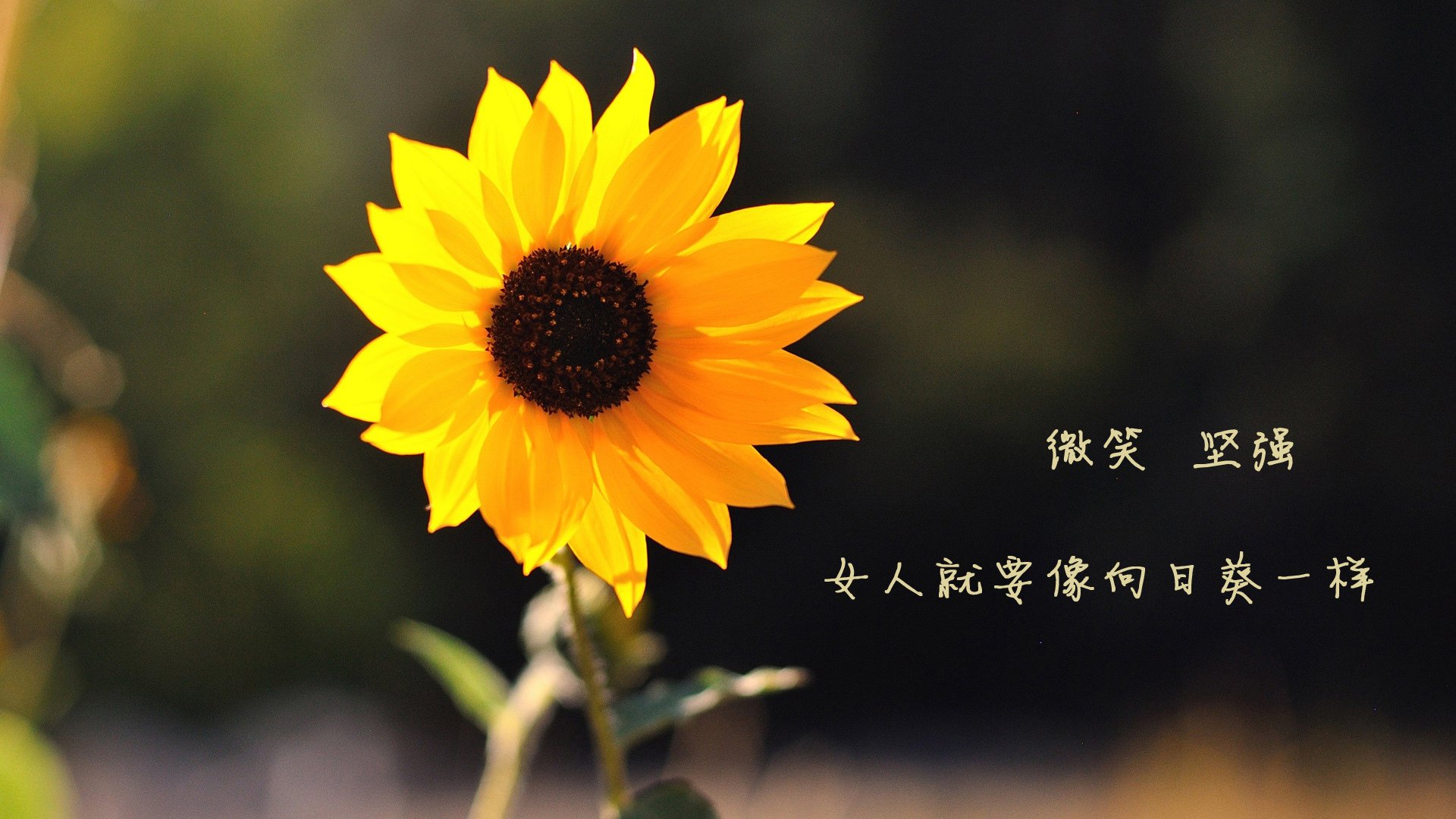 米兰登录入口-独行侠核心参与教练组战术布置环节,独行侠教练为什么辞职