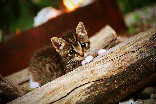 MILANSPORT下载-CBA42轮常规赛分组广东上海同组展开激战